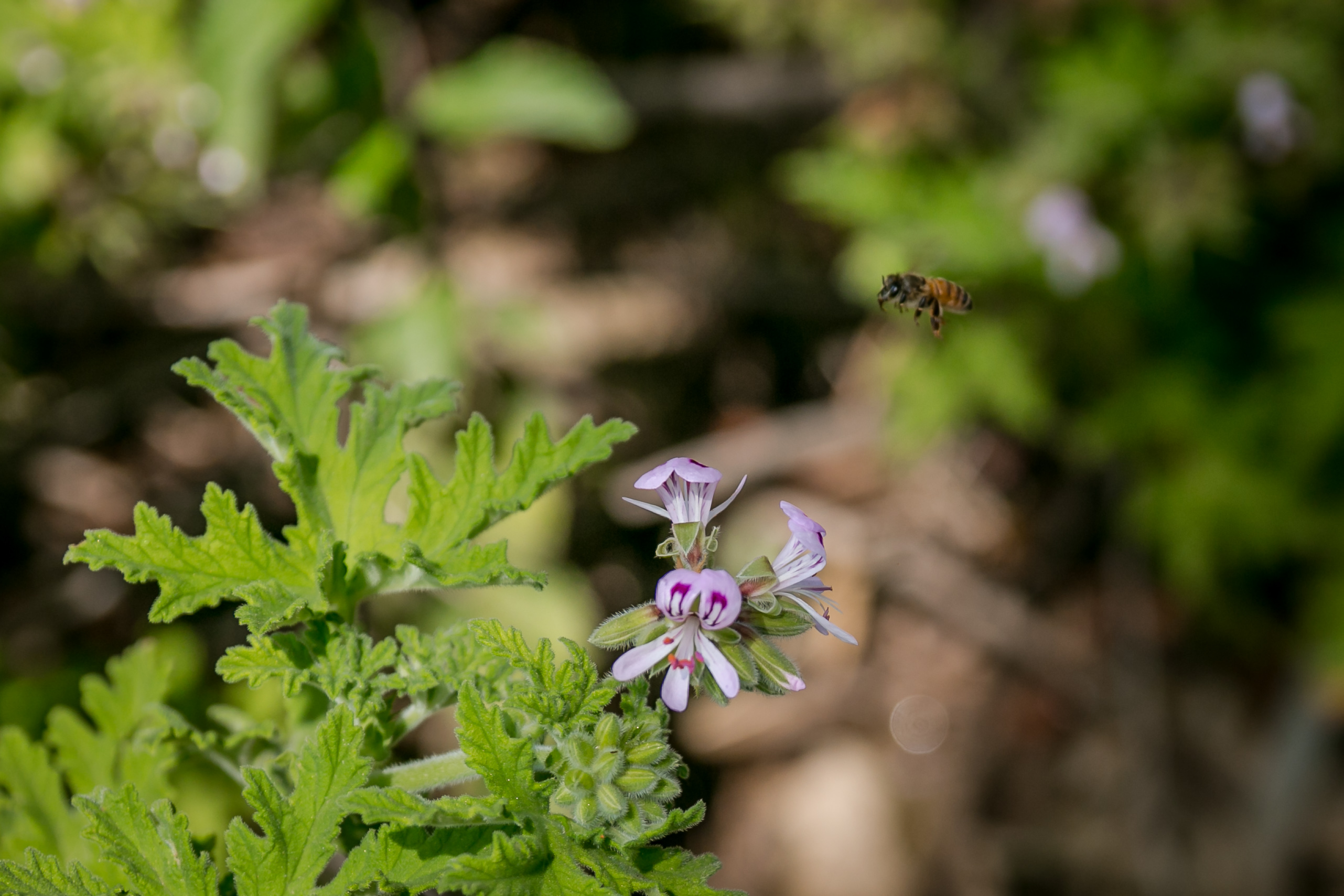 תלמידי  קורס סיורי שטח בסיור דבורי בר ודבורת הדבש בישראל